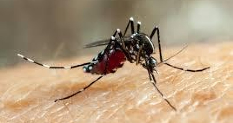 Bauru registra mais duas mortes por dengue e chega a nove óbitos pela doença em 2024